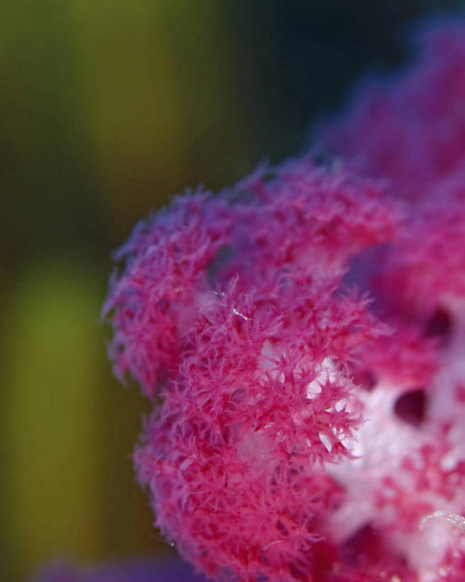 无人,竖图,特写,水下,野生动物,印度尼西亚,科学,珊瑚,海洋生物,无脊椎动物,紫色,摄影,腔肠动物,生物学,软珊瑚,刺胞动物,西巴布亚省,珊瑚虫,彩图