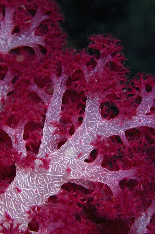 无人,竖图,特写,水下,野生动物,印度尼西亚,科学,珊瑚,海洋生物,无脊椎动物,紫色,摄影,生长,腔肠动物,生物学,软珊瑚,西巴布亚省,珊瑚虫,彩图