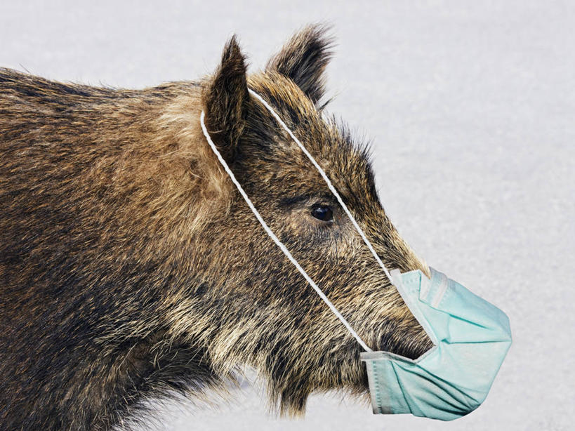 无人,横图,特写,猪,微生物,医学,生病,生物,摄影,保护,幽默,医疗,有毒物质,病毒,生物学,恐怖,寄生,甲型流感病毒,禽流感病毒,生命体,生物病毒,彩图