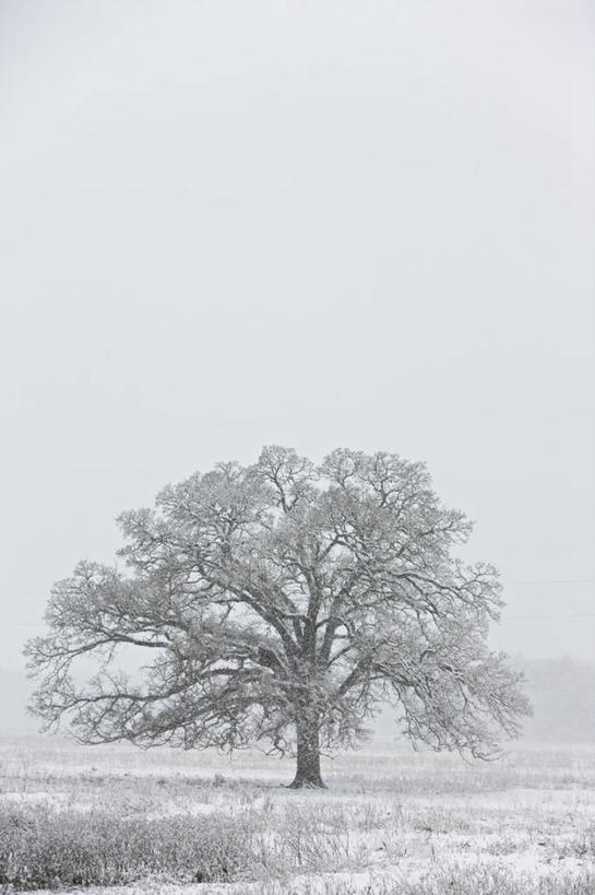 无人,竖图,室外,白天,留白,美景,美国,科学,景观,冬天,树,自然,景色,寒冷,季节,力量,摄影,宁静,天堂,自然风光,改变,德克萨斯,彩图,独处,忍耐力