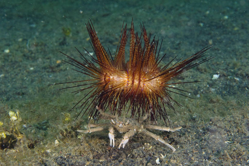 无人,横图,水下,印度尼西亚,螃蟹,无脊椎动物,动物,两只,摄影,保护,运送,甲壳动物,彩图,共生关系