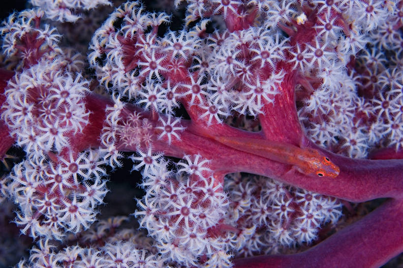 无人,横图,特写,水下,野生动物,印度尼西亚,半透明,科学,珊瑚,红色,摄影,生长,多样,生物学,隐藏,软珊瑚,伪装,刺胞动物,西巴布亚省,虾虎鱼,彩图
