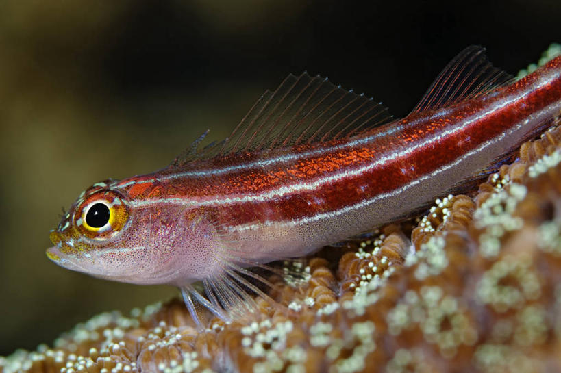 无人,横图,特写,侧面,水下,野生动物,印度尼西亚,科学,鱼类,红色,摄影,生物学,鳍,西巴布亚省,彩图