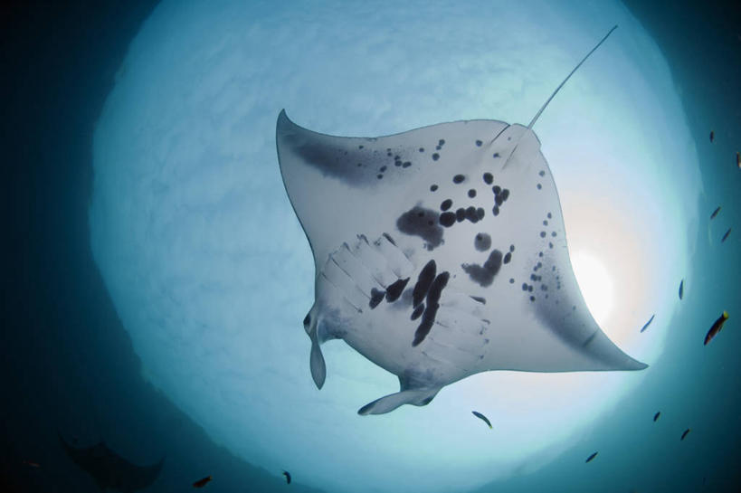 无人,横图,鱼眼镜头,仰视,水下,太阳,野生动物,印度尼西亚,科学,注视,观察,看,摄影,观看,察看,生物学,关注,魟,西巴布亚省,彩图,低角度拍摄