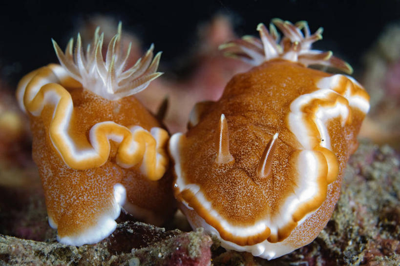无人,横图,水下,印度尼西亚,海蛞蝓,贝类,海洋生物,动物,两只,橙色,摄影,软体动物,海兔,交配,水生动物,水生物,海底动物,海兔螺,彩图,动物行为,鳃