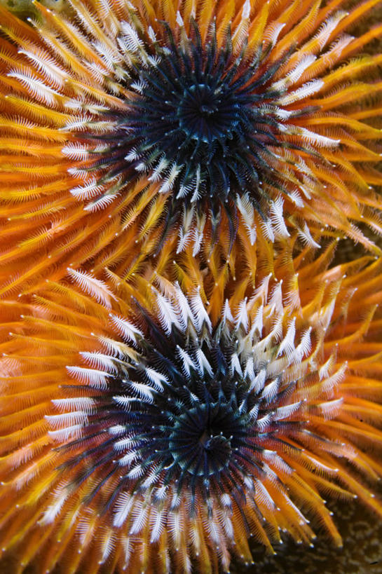 无人,竖图,特写,水下,野生动物,羽毛,印度尼西亚,科学,无脊椎动物,摄影,生物学,螺线,西巴布亚省,彩图