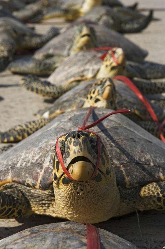 无人,竖图,室外,白天,野生动物,马来西亚,摄影,死亡,犯罪,绿蠵龟,殒命,灭亡,濒危物种,海龟,彩图,走私