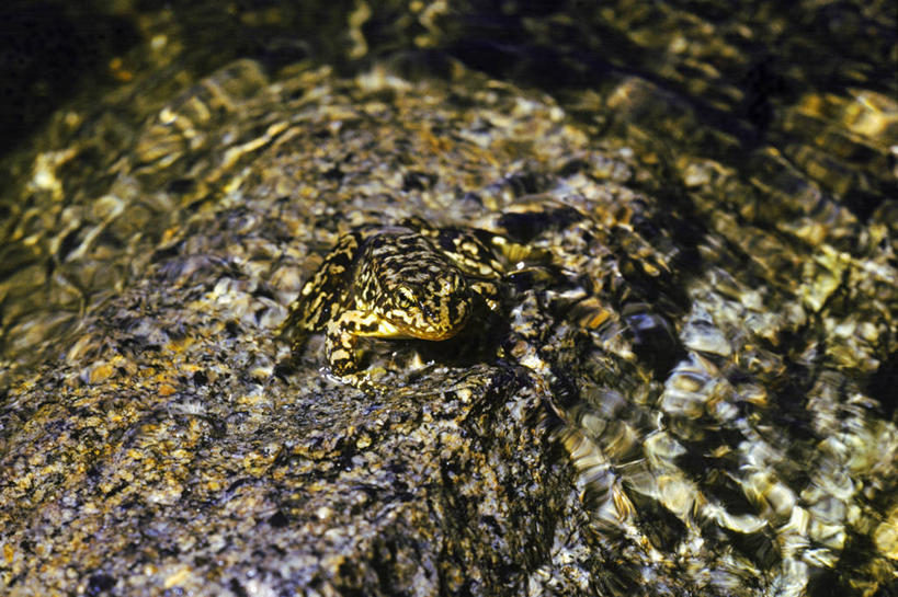 无人,横图,室外,白天,青蛙,野生动物,美国,动物,摄影,生物学,北美,北美洲,加利福尼亚,美洲,伪装,加州,加利福尼亚州,内华达山,内华达山脉,金州,黄金州,北亚美利加洲,亚美利加洲,濒危物种,彩图,美利坚合众国