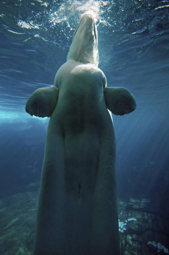 游泳,无人,竖图,水下,美国,海洋公园,动物,摄影,生物学,加利福尼亚,白鲸,圣地牙哥市,彩图,动物学