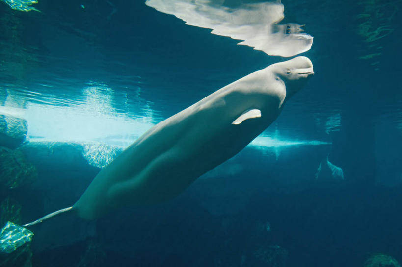 游泳,无人,横图,侧面,水下,美国,海洋公园,动物,摄影,生物学,加利福尼亚,白鲸,圣地牙哥市,彩图,动物学