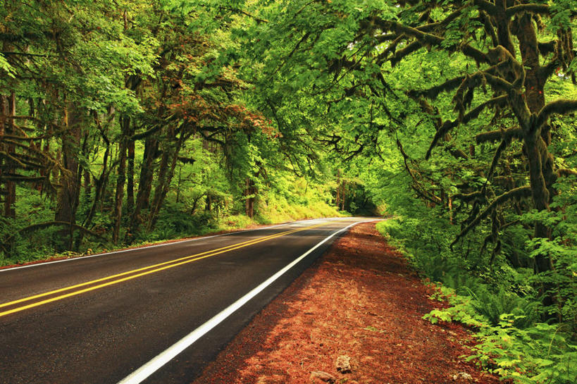 无人,横图,室外,白天,路,枫树,美国,苔藓,绿色,摄影,俄勒冈州,彩图,旅行,雨林