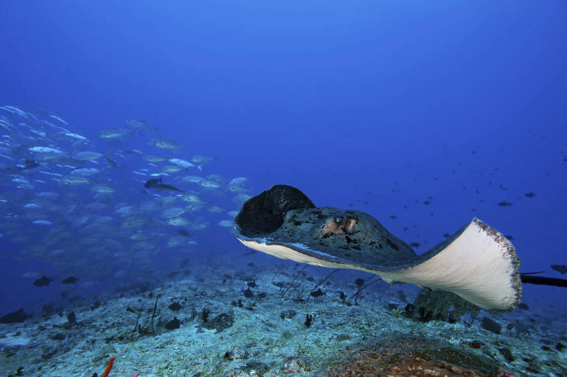 游泳,无人,横图,白天,正面,水下,野生动物,马尔代夫,科学,鱼类,自然,动物,摄影,鲹,彩图,大眼鲹