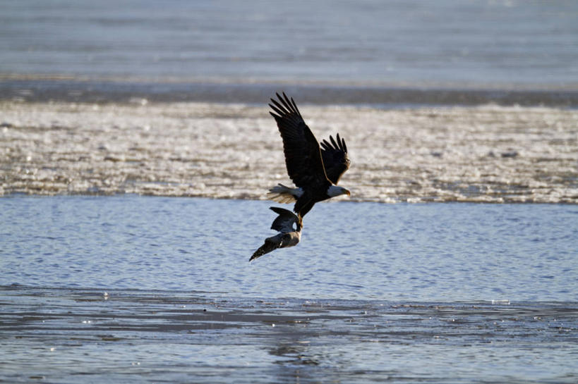 无人,横图,室外,白天,鹅,野生动物,鹰,美国,鸟类,捕食,飞,动物,两只,摄影,生物学,雪雁,白头鹰,密苏里,危险,彩图