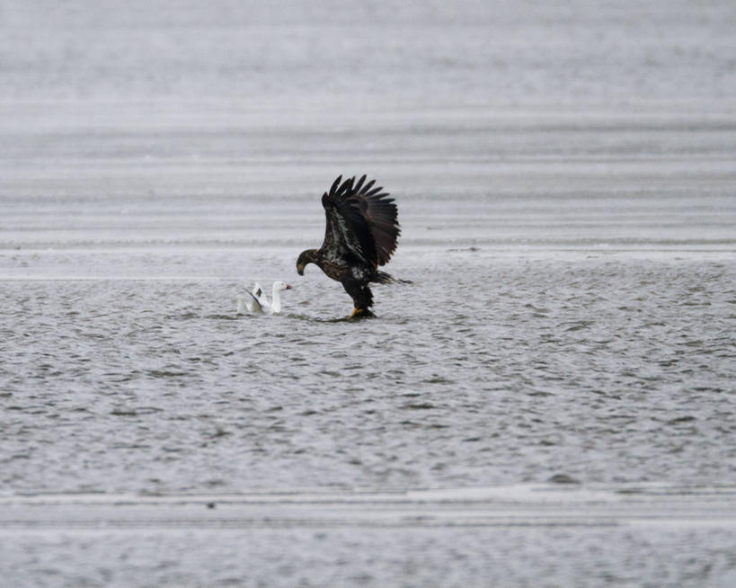 无人,横图,室外,白天,鹅,野生动物,鹰,美国,许多,鸟类,捕食,很多,动物,两只,摄影,迁徙,生物学,雪雁,白头鹰,密苏里,危险,彩图