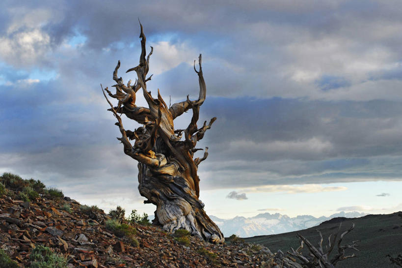 无人,横图,室外,白天,美国,摄影,生物学,加利福尼亚,白山山脉,狐尾松,彩图