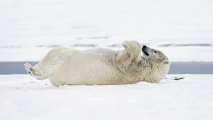 无人,横图,室外,白天,侧面,雪,北极熊,哺乳动物,野生动物,熊,美国,捕食,自然,动物,抓,翻滚,摄影,清理,生物学,濒危物种,彩图,弱点
