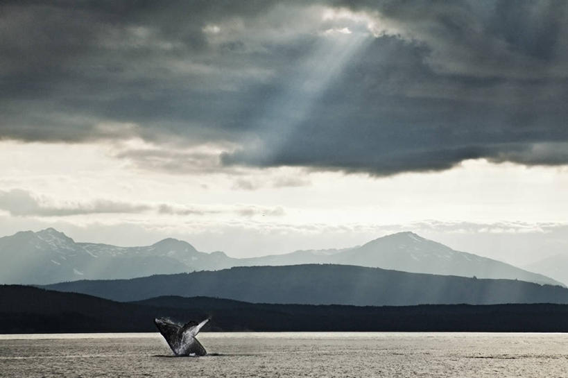 无人,跳,横图,室外,白天,海洋,山,野生动物,美国,动物,摄影,鲸,朱诺,驼背鲸,灵性,彩图,旅行,欢乐