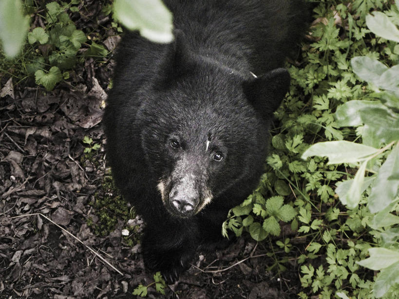 无人,横图,俯视,室外,白天,野生动物,黑熊,美国,动物,摄影,忧虑,美洲黑熊,朱诺,彩图,高角度拍摄
