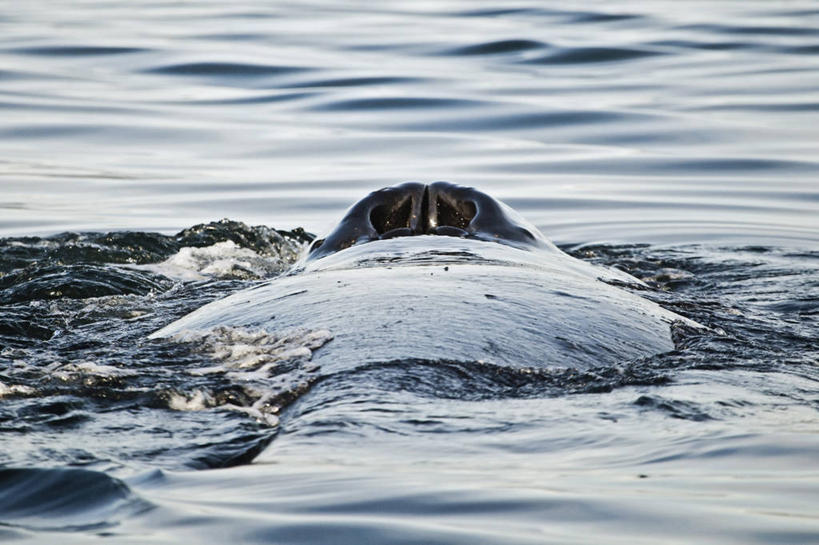 无人,横图,室外,特写,白天,水,野生动物,美国,动物,摄影,鲸,吸气,朱诺,驼背鲸,彩图