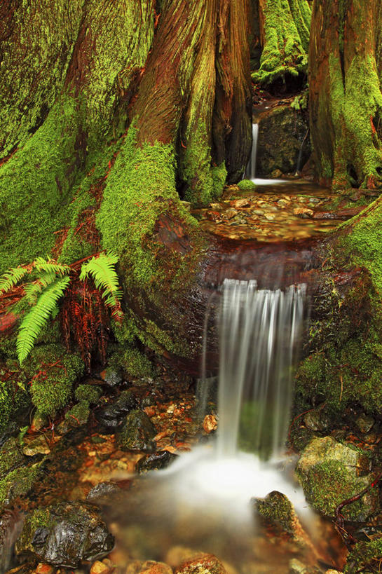 无人,竖图,室外,白天,瀑布,美国,地形,雪松,苔藓,树干,摄影,华盛顿州,彩图