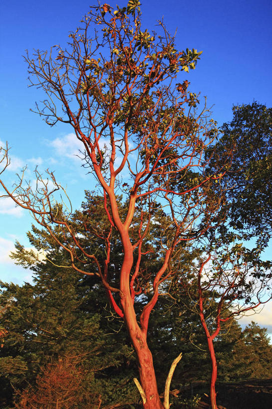 无人,竖图,室外,白天,日落,美国,树皮,树,摄影,华盛顿州,彩图