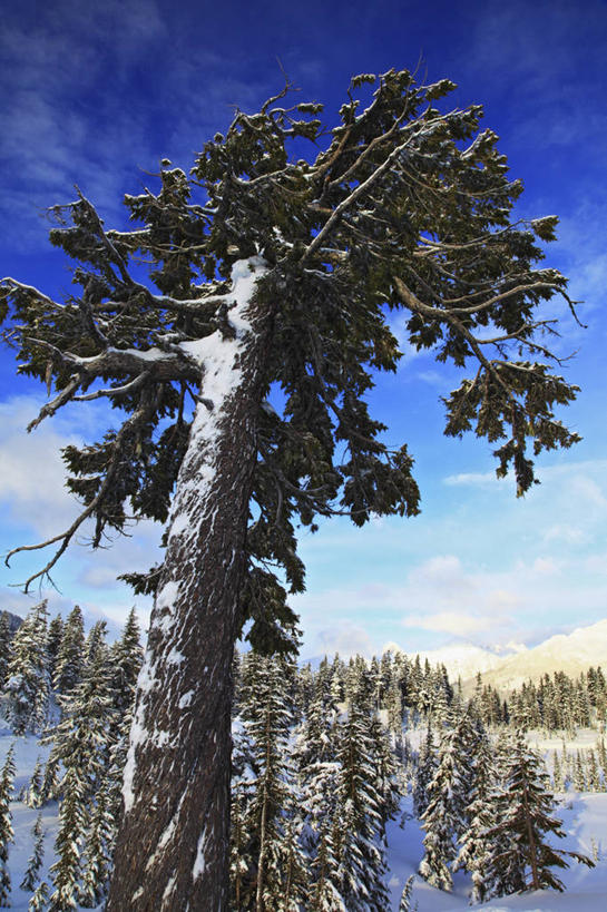 无人,竖图,室外,白天,雪,美国,曲折,弯曲,冬天,树,摄影,蜿蜒,华盛顿州,彩图