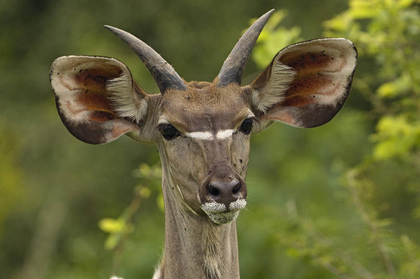 无人,横图,室外,白天,野生动物,博茨瓦纳,动物,摄影,彩图