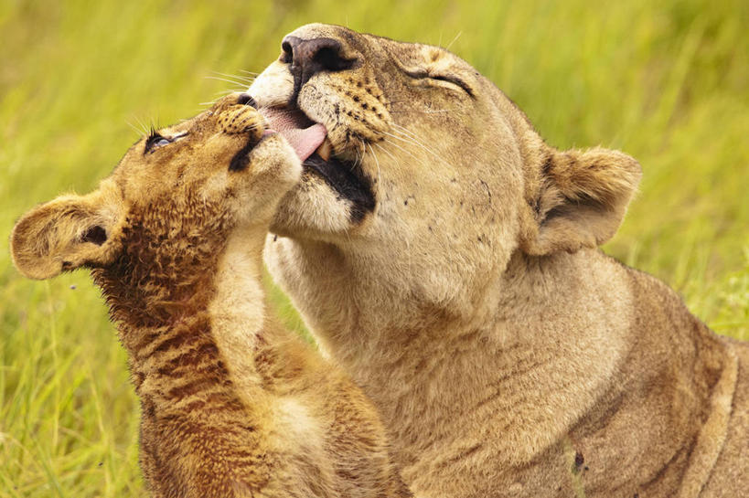 无人,横图,室外,白天,纯洁,哺乳动物,野生动物,狮子,博茨瓦纳,雌狮,狮群,捕食,动物,两只,保险箱,可爱,童年,童趣,舔,摄影,幼兽,凶猛,童真,烂漫,无邪,奥卡万戈三角洲,残暴,天真,凶残,彩图