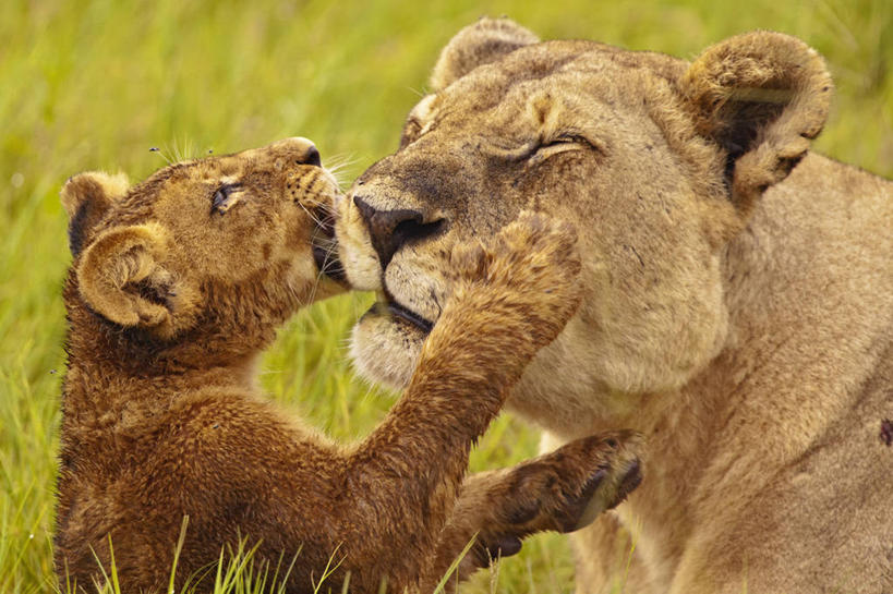 无人,横图,室外,白天,纯洁,哺乳动物,野生动物,狮子,博茨瓦纳,雌狮,狮群,捕食,动物,两只,保险箱,可爱,童年,童趣,舔,摄影,幼兽,凶猛,童真,烂漫,无邪,奥卡万戈三角洲,残暴,天真,凶残,彩图