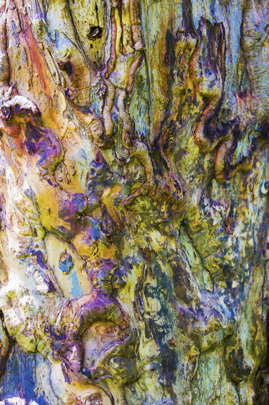 无人,竖图,室外,特写,白天,抽象,美景,博茨瓦纳,景观,树皮,树,自然,景色,摄影,自然风光,奥卡万戈三角洲,彩图