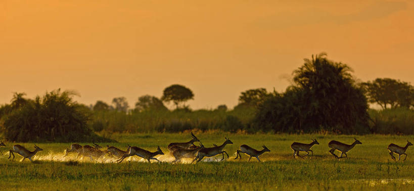 无人,跑,横图,全景,室外,白天,侧面,日落,哺乳动物,野生动物,博茨瓦纳,溅,自然,动物,摄影,沼泽,忧虑,黑斑羚,奥卡万戈三角洲,潘塔纳尔湿地,彩图