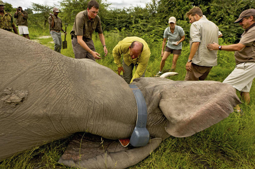 成年人,中年人,头,脖子,兽医,横图,室外,白天,野生动物,博茨瓦纳,科学,测量,非洲象,动物,摄影,保护,奥卡万戈三角洲,男人,中年男性,头部,颈,象,彩图