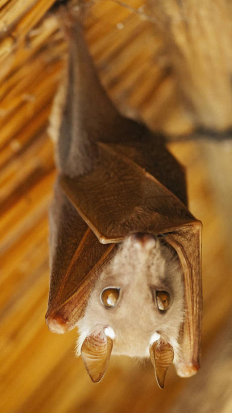 无人,竖图,室内,仰视,蝙蝠,哺乳动物,野生动物,博茨瓦纳,吊挂,悬挂,挂,动物,摄影,颠倒,奥卡万戈三角洲,彩图,低角度拍摄,好奇心