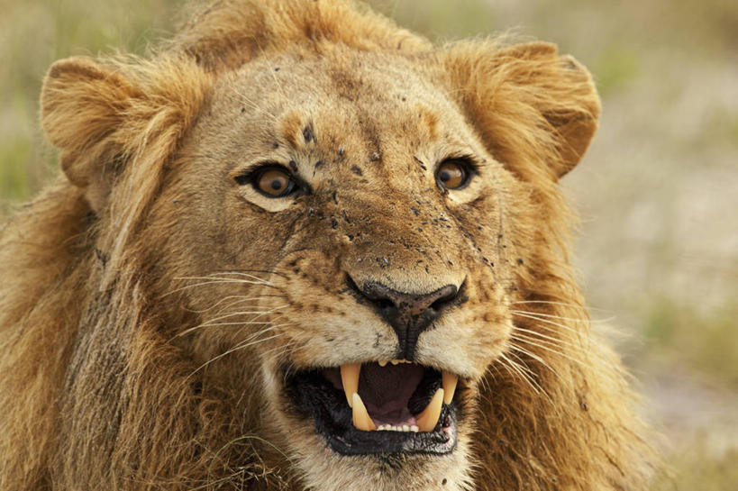 无人,横图,室外,特写,白天,哺乳动物,野生动物,狮子,博茨瓦纳,对抗,咆哮,捕食,动物,摄影,进攻,饥饿,奥卡万戈三角洲,支配,危险,彩图,饿,态度