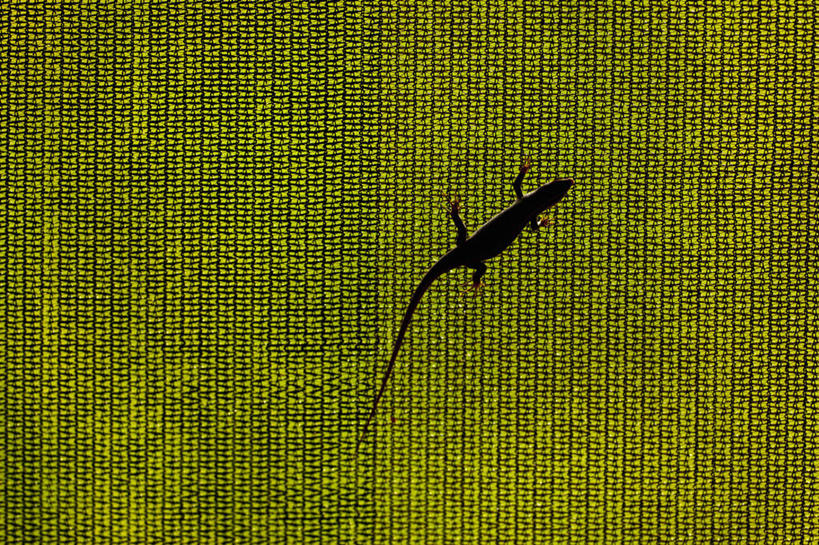 无人,躺,攀登,横图,室内,日光浴,野生动物,蜥蜴,博茨瓦纳,吊挂,悬挂,尾巴,挂,动物,放松,摄影,剪影,彩图