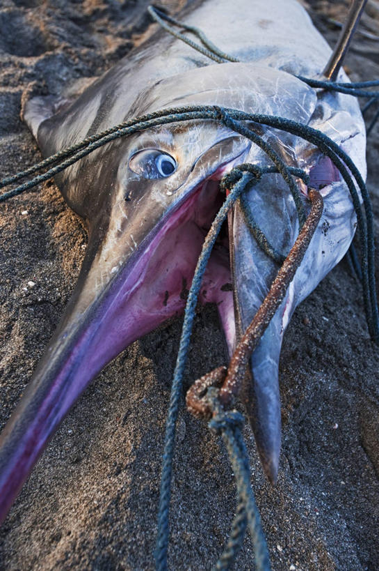 冲浪,无人,竖图,室外,特写,白天,运动,海浪,海洋,印度尼西亚,食品,鱼类,动物,摄影,死亡,殒命,灭亡,马林鱼,海滩,海产,彩图