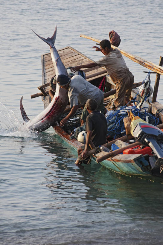 成年人,中年人,三个人,竖图,室外,白天,渔业,船,印度尼西亚,工作,渔船,摄影,独木舟,马林鱼,男人,中年男性,马来西亚人,彩图,钓鱼
