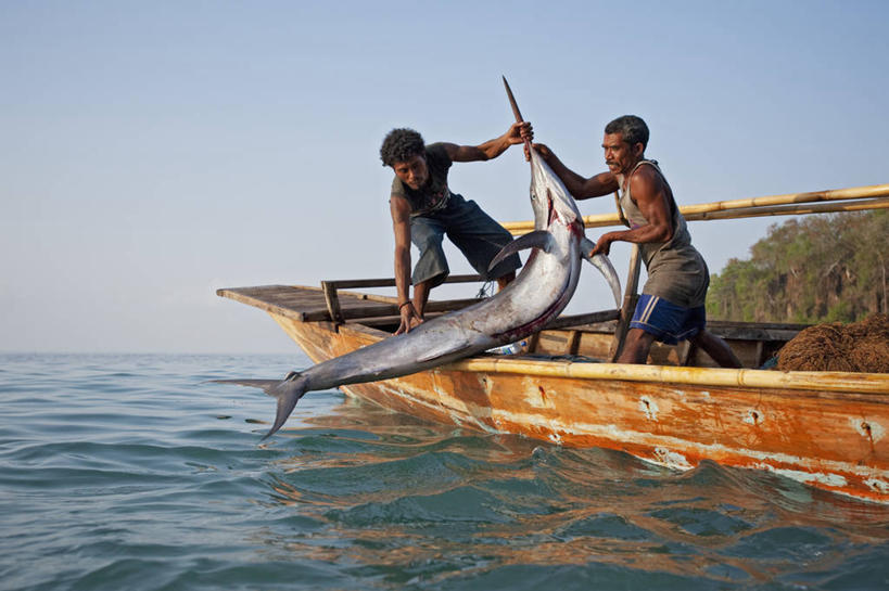 成年人,中年人,两个人,横图,室外,白天,渔业,船,印度尼西亚,工作,渔船,摄影,独木舟,马林鱼,男人,中年男性,马来西亚人,彩图,钓鱼
