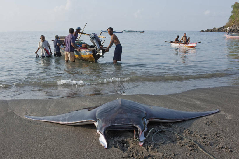 成年人,中年人,人群,横图,室外,白天,海洋,印度尼西亚,工作,渔船,鱼类,摄影,死亡,魟,殒命,灭亡,男人,中年男性,马来西亚人,海滩,彩图