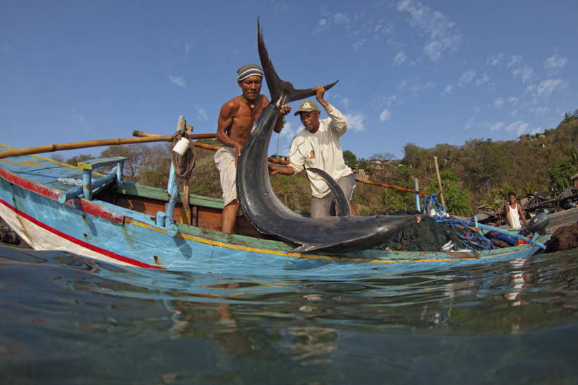 成年人,中年人,两个人,横图,室外,白天,渔业,船,印度尼西亚,工作,渔船,摄影,独木舟,马林鱼,男人,中年男性,马来西亚人,彩图,钓鱼