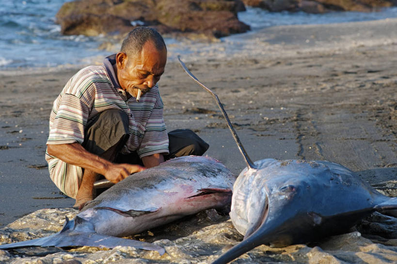成年人,中年人,一个人,横图,室外,白天,印度尼西亚,仅一个男性,仅一个人,仅一个中年男性,工作,沙子,肉,食品,鱼类,摄影,死亡,切断,殒命,灭亡,马林鱼,男人,男性,中年男性,马来西亚人,海滩,海产,彩图