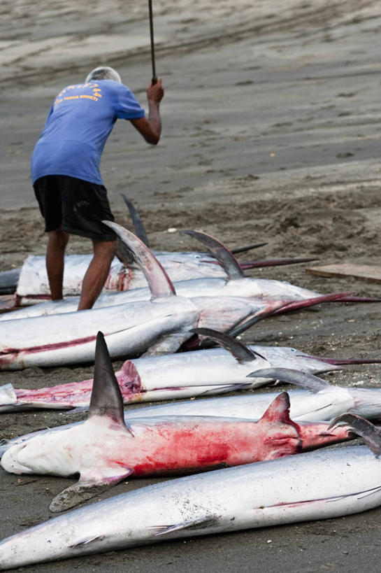 成年人,中年人,一个人,竖图,室外,白天,鲨鱼,印度尼西亚,仅一个男性,仅一个人,仅一个中年男性,工作,食品,摄影,死亡,切断,殒命,灭亡,马林鱼,屠夫,男人,男性,中年男性,马来西亚人,海滩,海产,彩图