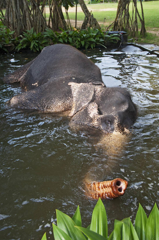 无人,竖图,室外,白天,哺乳动物,大象,野生动物,斯里兰卡,动物,摄影,斯里兰卡象,锡兰象,濒危物种,死水,象,洗涤,彩图