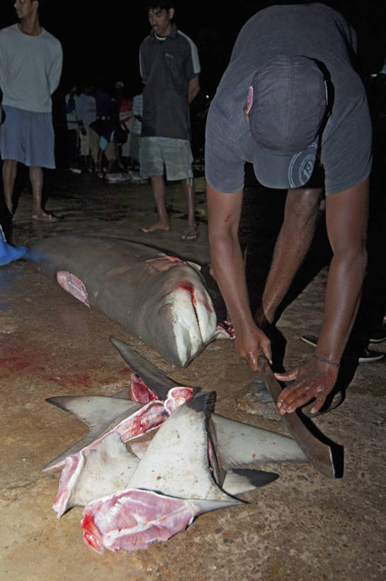 成年人,中年人,三个人,竖图,室外,夜晚,渔业,鲨鱼,斯里兰卡,亚洲,工作,摄影,死亡,鳍,南亚,切断,斯里兰卡民主社会主义共和国,殒命,灭亡,尼甘布,男人,中年男性,彩图,鱼市