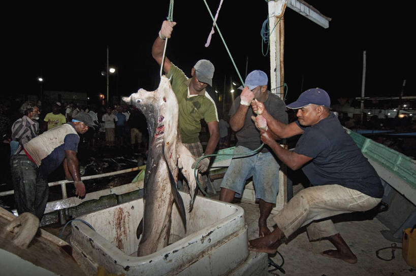成年人,中年人,三个人,横图,室外,夜晚,渔业,斯里兰卡,亚洲,工作,食品,摄影,孵化,死亡,南亚,斯里兰卡民主社会主义共和国,殒命,灭亡,尼甘布,男人,中年男性,海产,彩图,鱼市