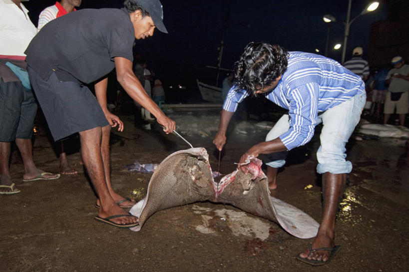 成年人,中年人,两个人,横图,室外,夜晚,渔业,斯里兰卡,亚洲,工作,摄影,死亡,南亚,切断,魟鱼,斯里兰卡民主社会主义共和国,殒命,灭亡,屠夫,尼甘布,男人,中年男性,彩图,鱼市