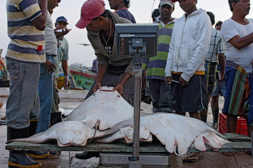 成年人,中年人,人群,横图,室外,白天,渔业,斯里兰卡,亚洲,堆叠,食品,许多人,一群人,摄影,南亚,魟,斯里兰卡民主社会主义共和国,尼甘布,男人,中年男性,秤,海产,彩图,鱼市