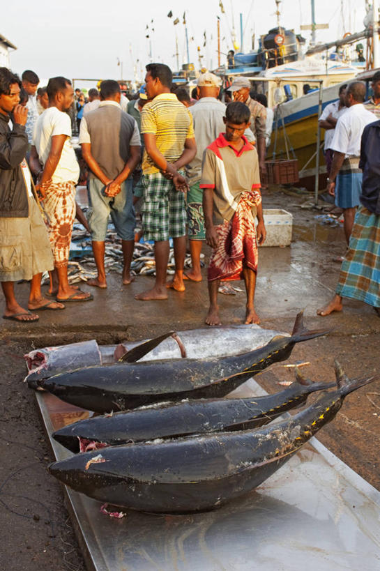 成年人,中年人,人群,竖图,室外,白天,渔业,斯里兰卡,食品,许多人,鲔鱼,鱼类,一群人,工业,摄影,死亡,早晨,殒命,灭亡,黄鳍金枪鱼,男人,中年男性,海产,彩图,鱼市