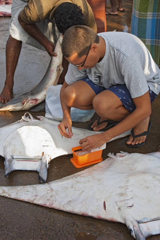 成年人,中年人,两个人,科学家,竖图,室外,白天,数据,斯里兰卡,研究,科学,白色,摄影,脱氧核糖核酸,魟,收集,男人,中年男性,彩图
