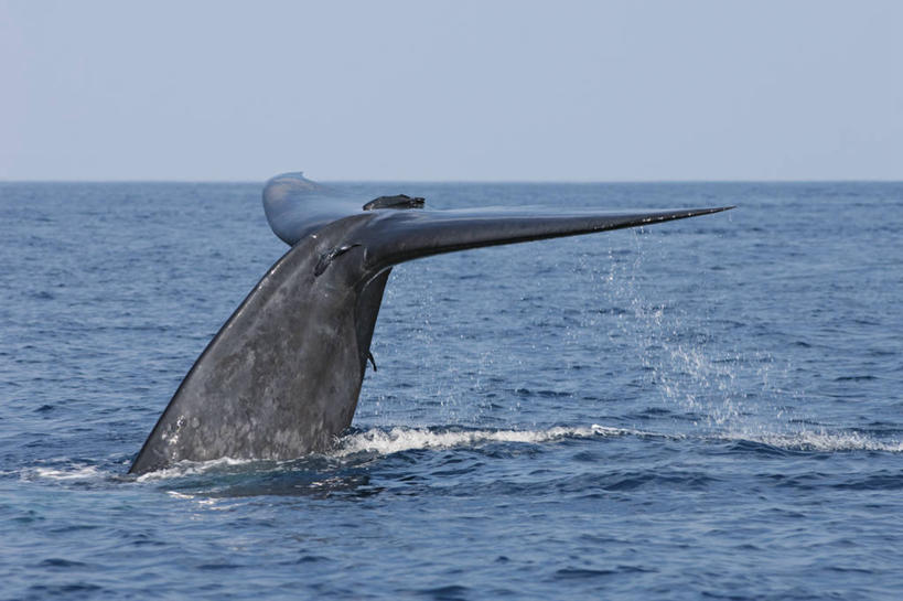 无人,横图,室外,白天,海洋,野生动物,斯里兰卡,尾鳍,动物,摄影,鲸,印度洋,蓝鲸,彩图